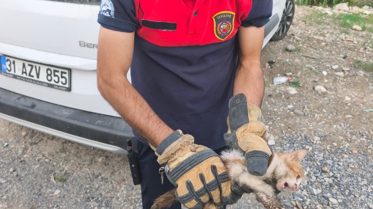 Arsuz’da aracın kaputuna giren kediyi itfaiye kurtardı