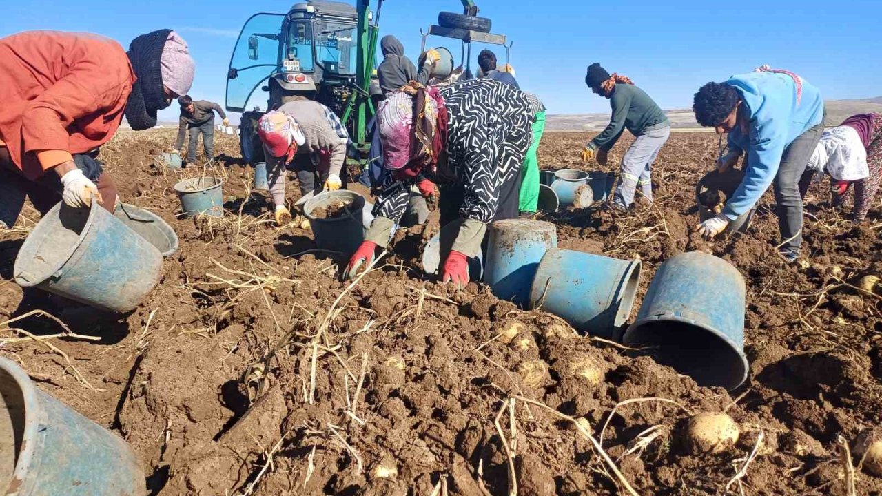 Malazgirt’te ilk defa ekilen patates umut oldu