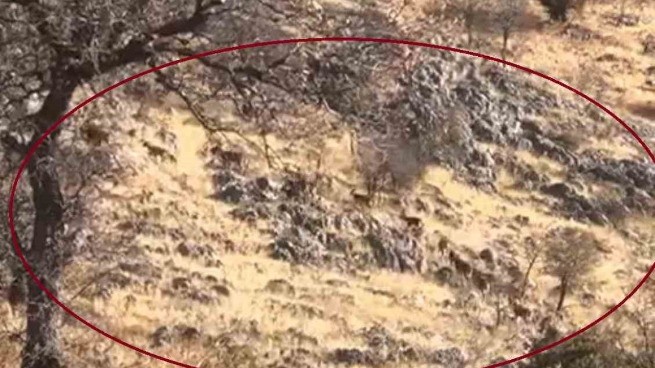 Diyarbakır’da dağ keçileri sürü halinde görüntülendi