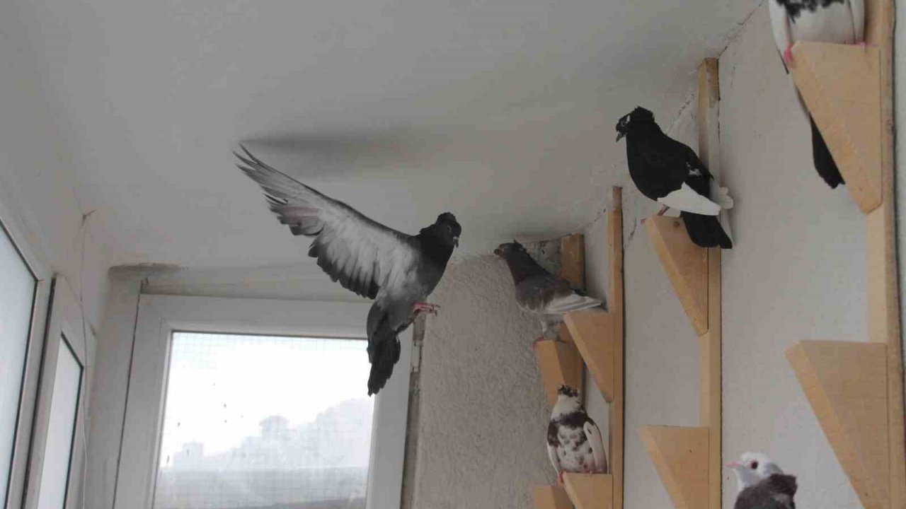 Türk fısıldayıcısı Bayburt Güvercini sesiyle büyülüyor