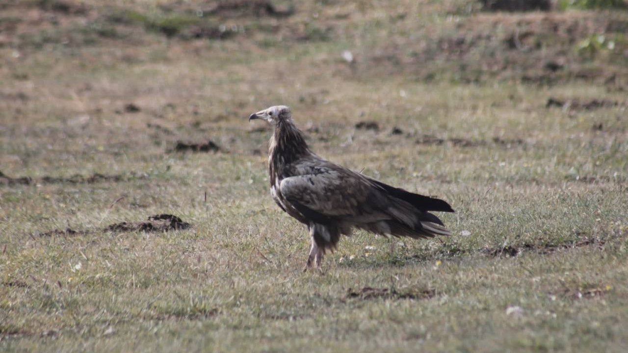 Bayburt’ta nesli tehlike altında olan Mısır Akbabası görüldü