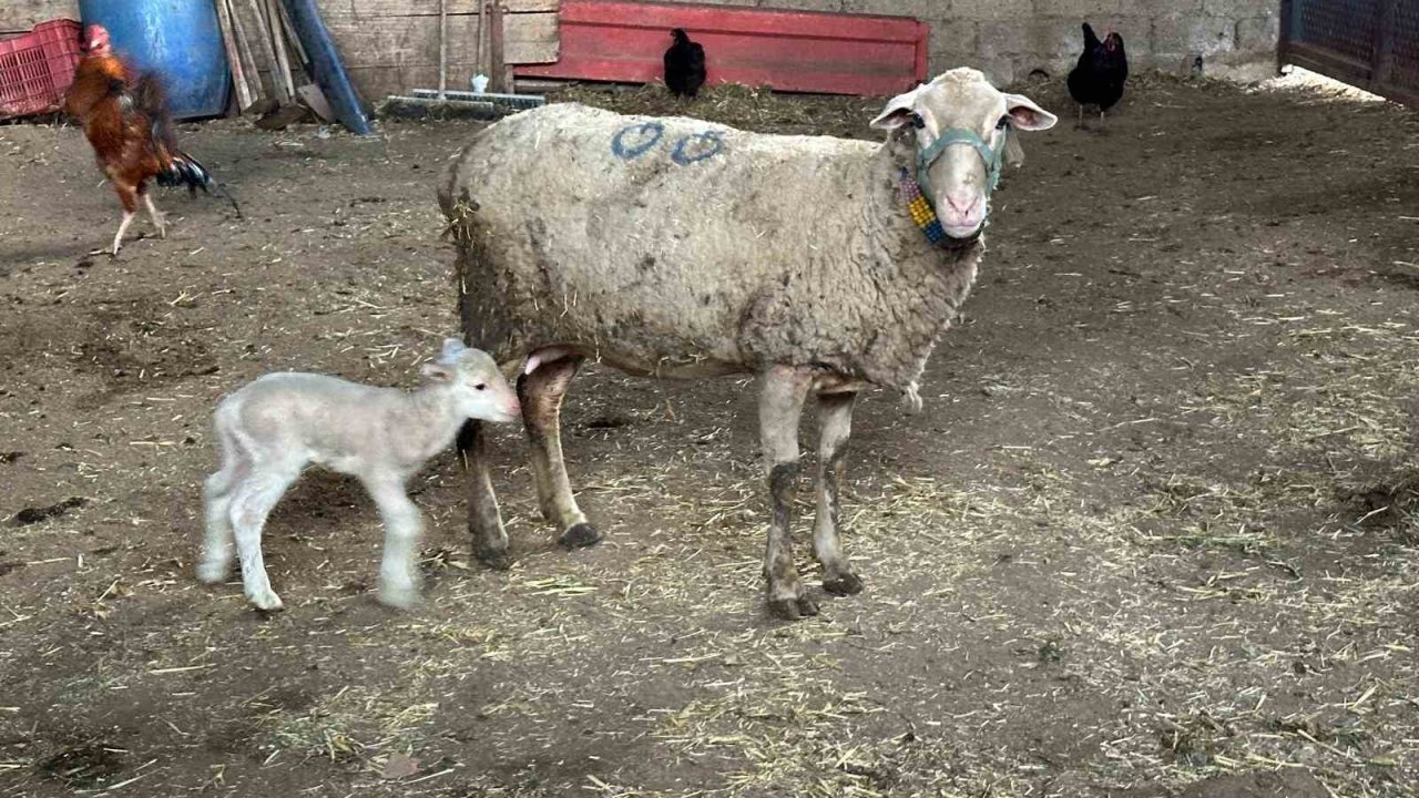 Şapa karşı ’hayvanlara küflü domates yedirmeyin, idrar içirmeyin’ uyarısı