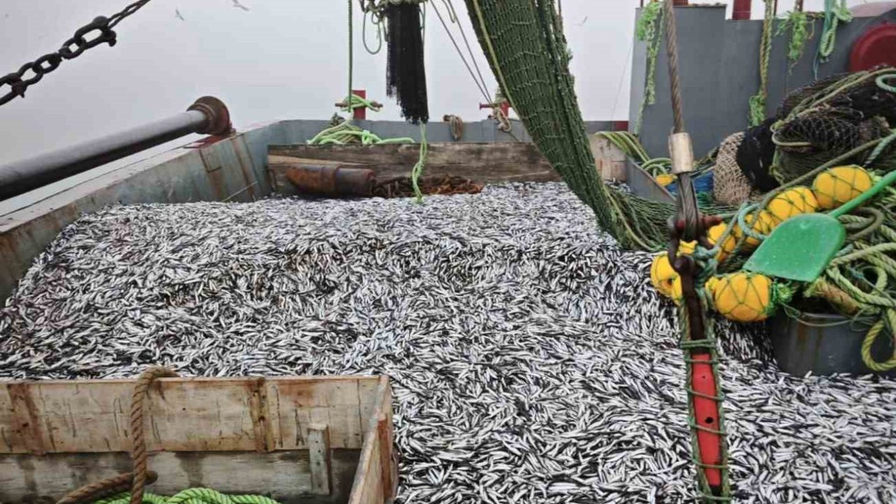 Samsun’da 1 milyon 843 bin 550 kilo hamsi denetlendi