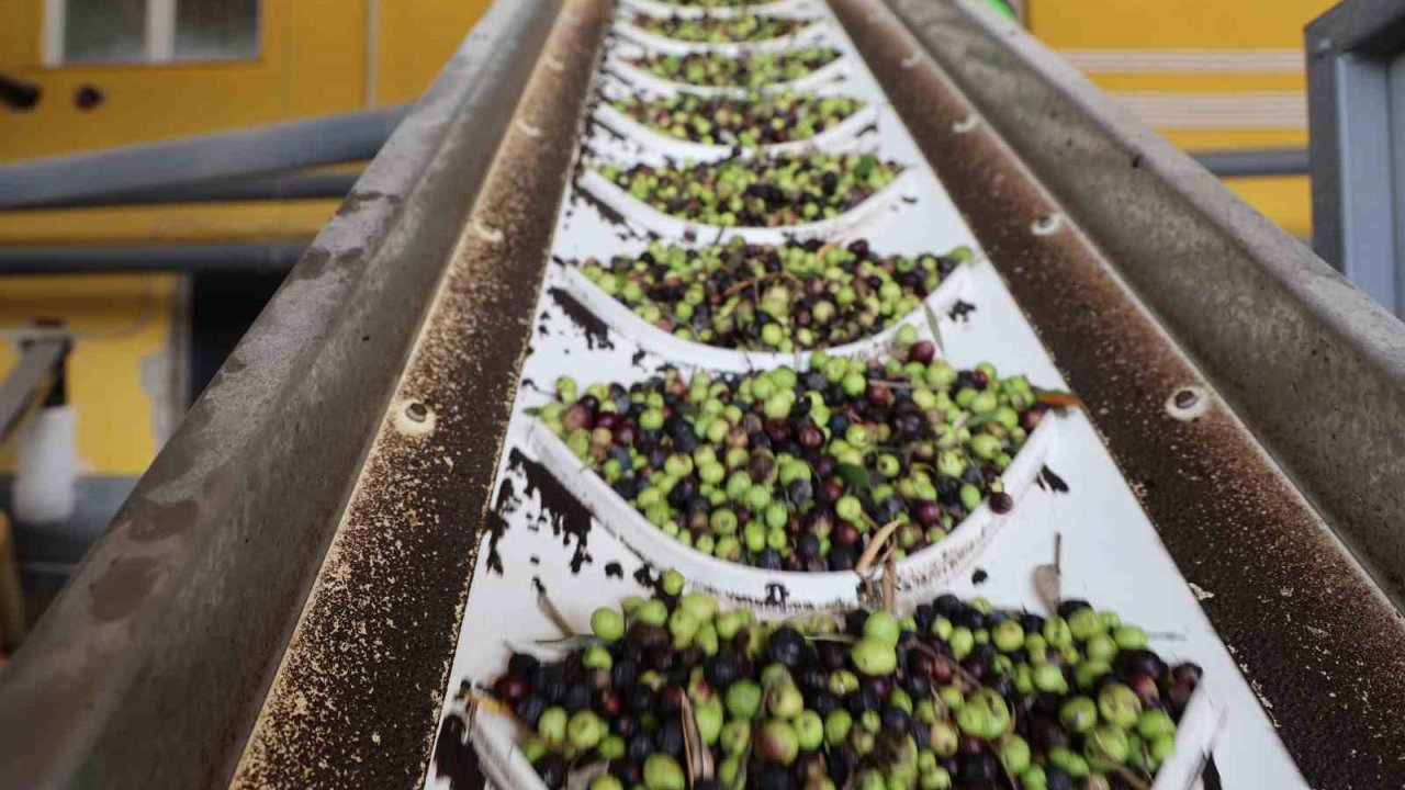 Adana’da zeytinin yağ yolculuğu başladı