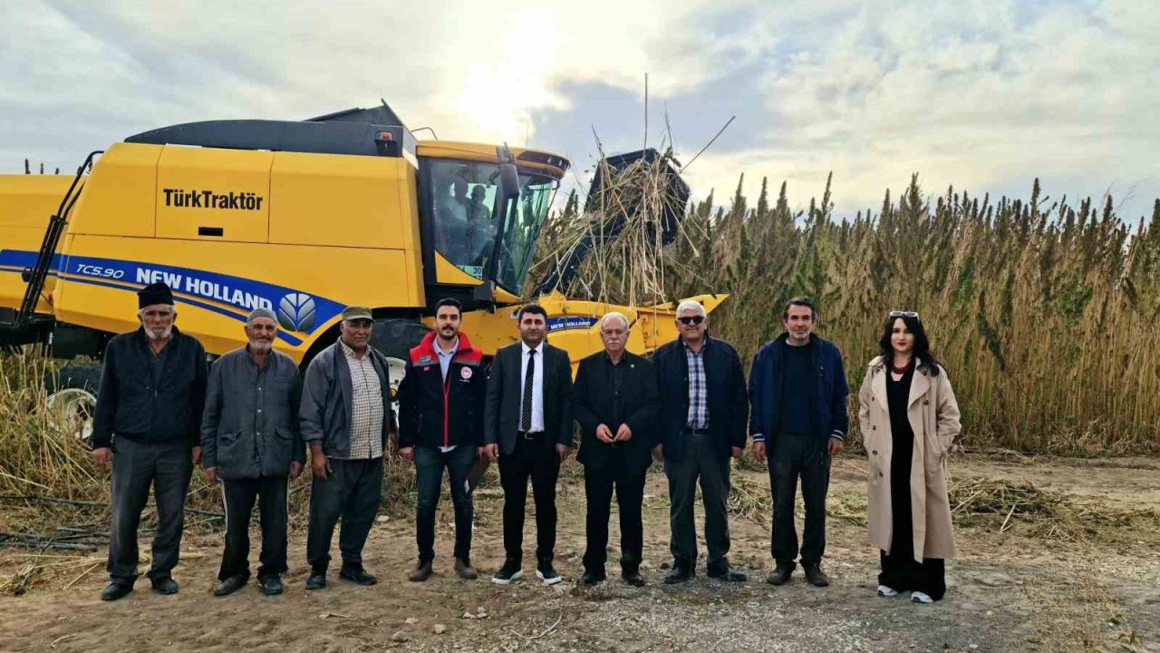 Kulu’da endüstriyel kenevirin hasadı başladı