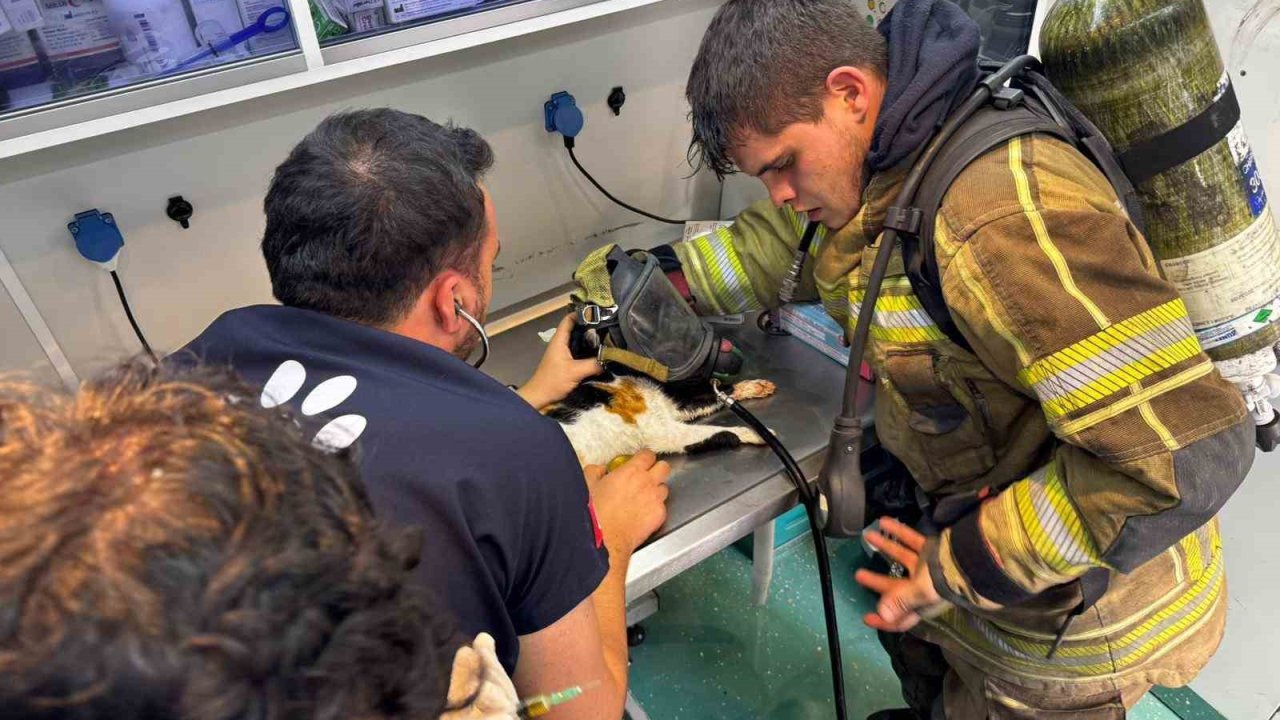 Mazgala düşen kayıp köpek ve yangında mahsur kalan kediler itfaiyenin çabasıyla kurtarıldı