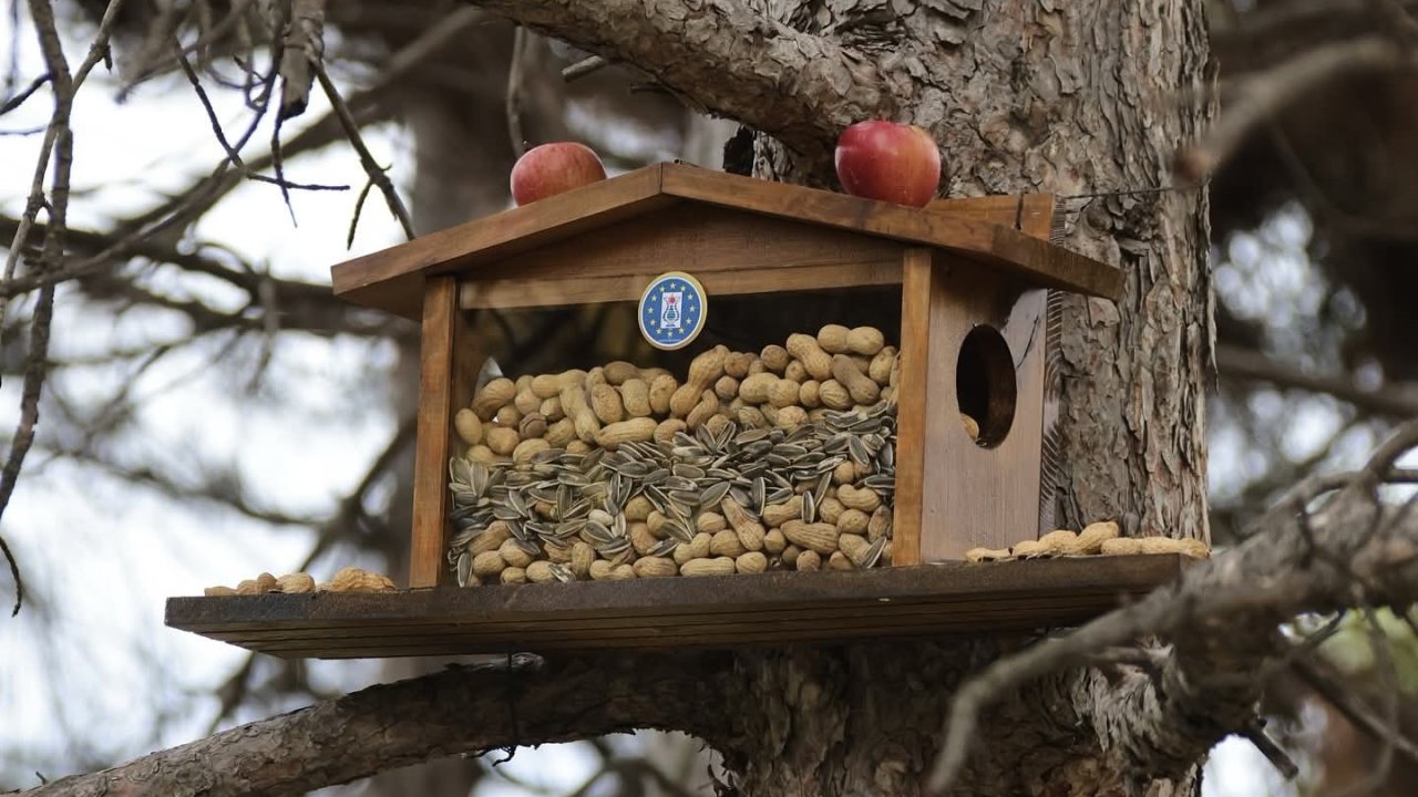Kütahya Belediyesi’nden sincap ve kuşlara kış esteği