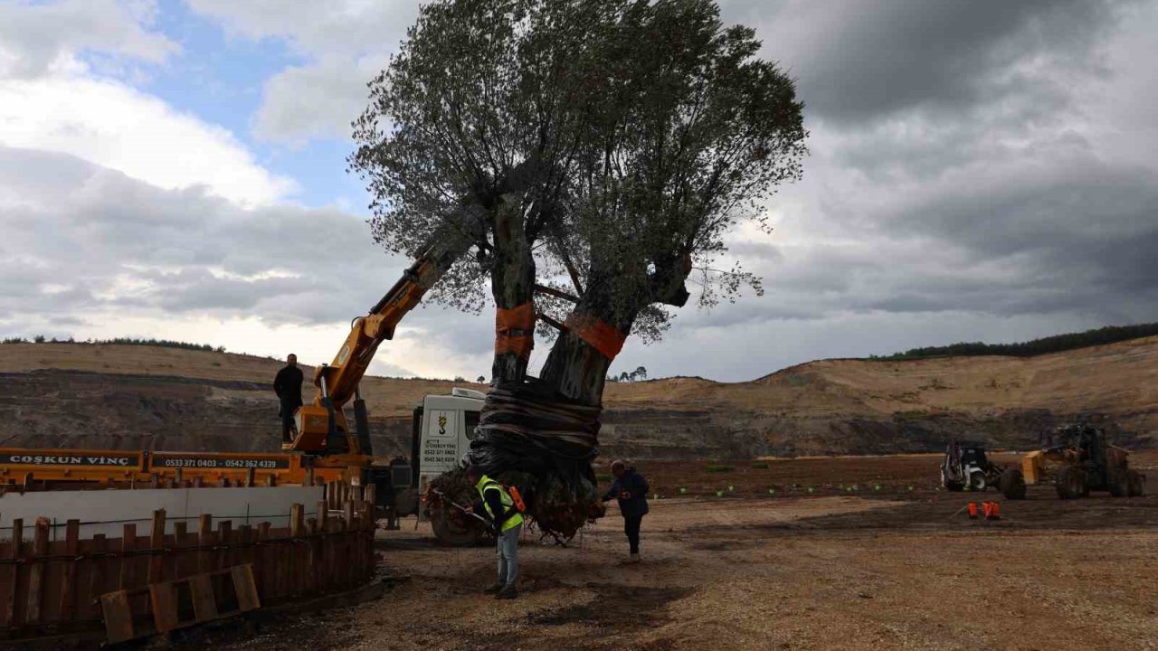 Milas’ta 3 asırlık zeytin ağacı yeni yerine törenle taşındı