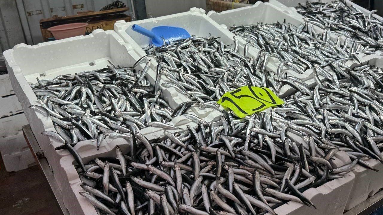 Zonguldak’ta hava şartları hamsi fiyatını yükseltti