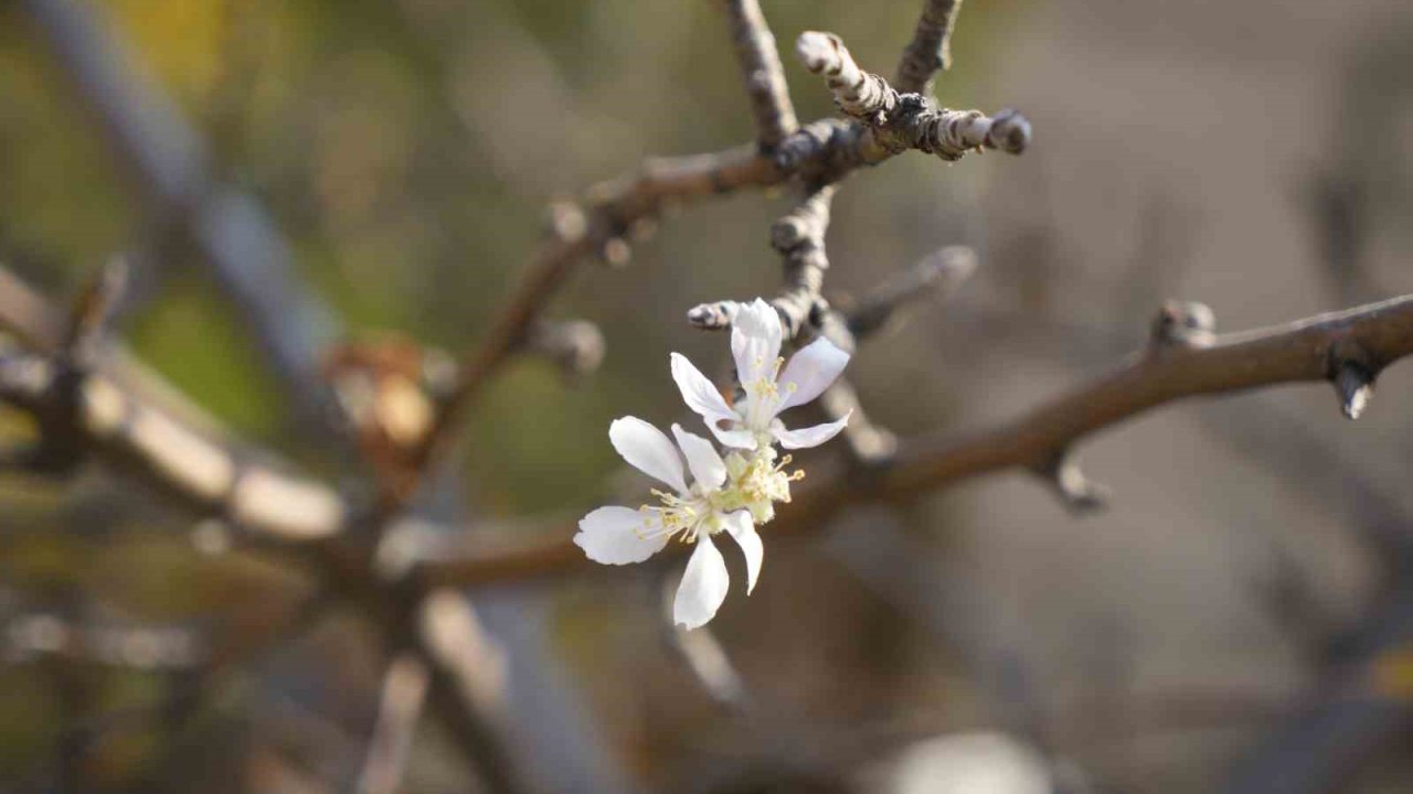 Gümüşhane’de Kasım ayında çiçek açan elma ağacı şaşırttı