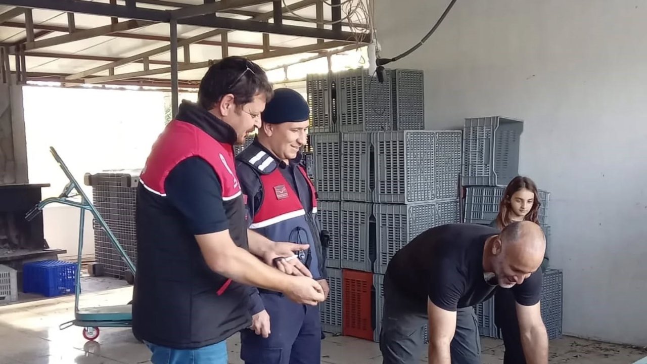 Zeytin hırsızlıklarının karşı denetim