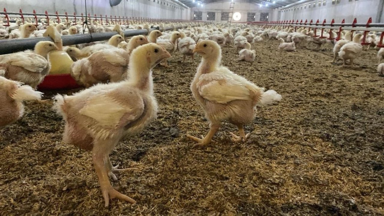 Söke’de üreticilere Kuş Gribi riski uyarısı