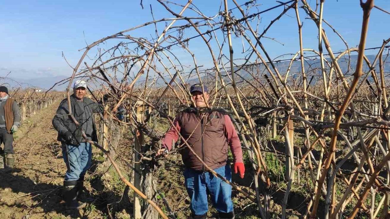 Sarıgöl’de bağ budama işçi ücretleri belli oldu