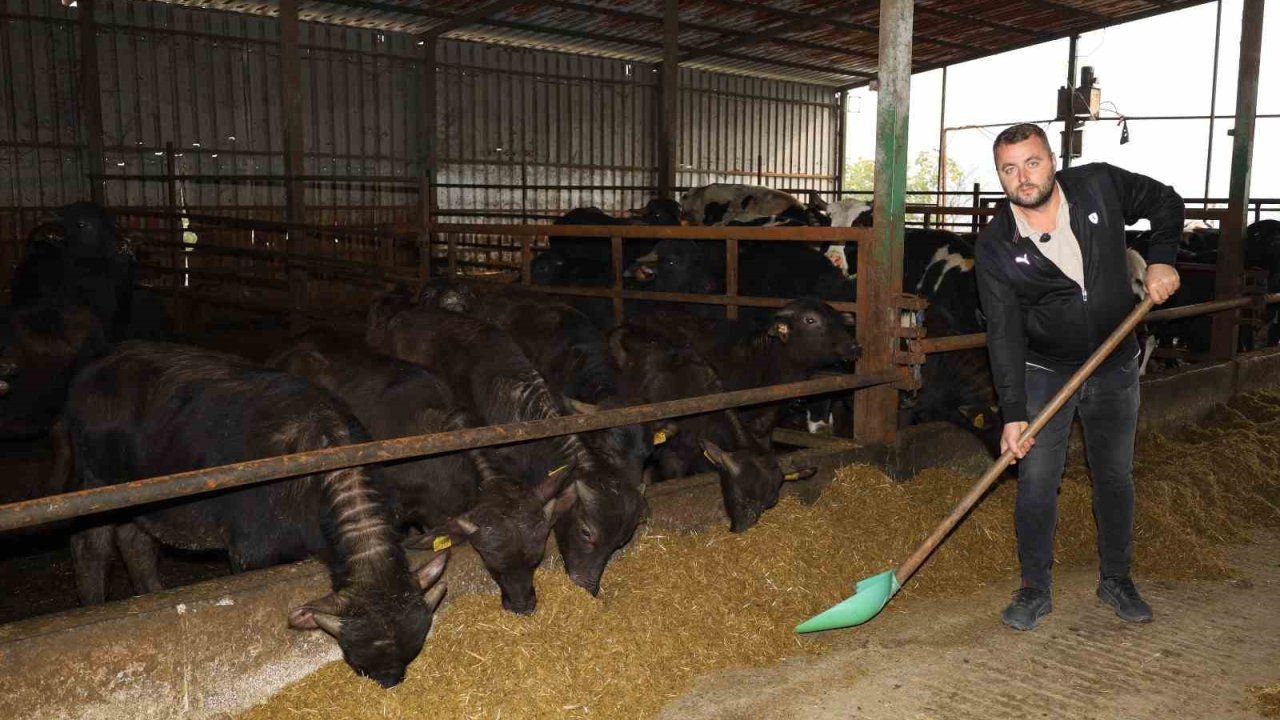 Kocaeli’de manda sayısı artıyor