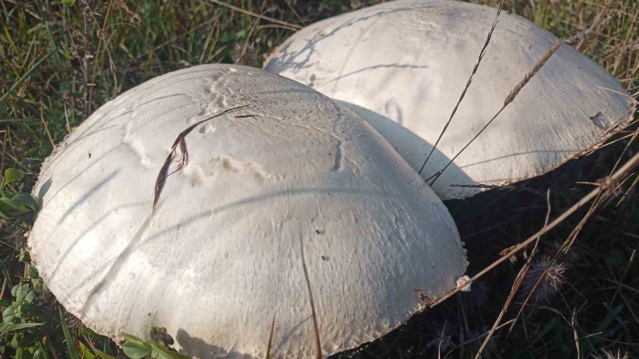 Doğada büyüyen dev mantarlar şaşkına çevirdi