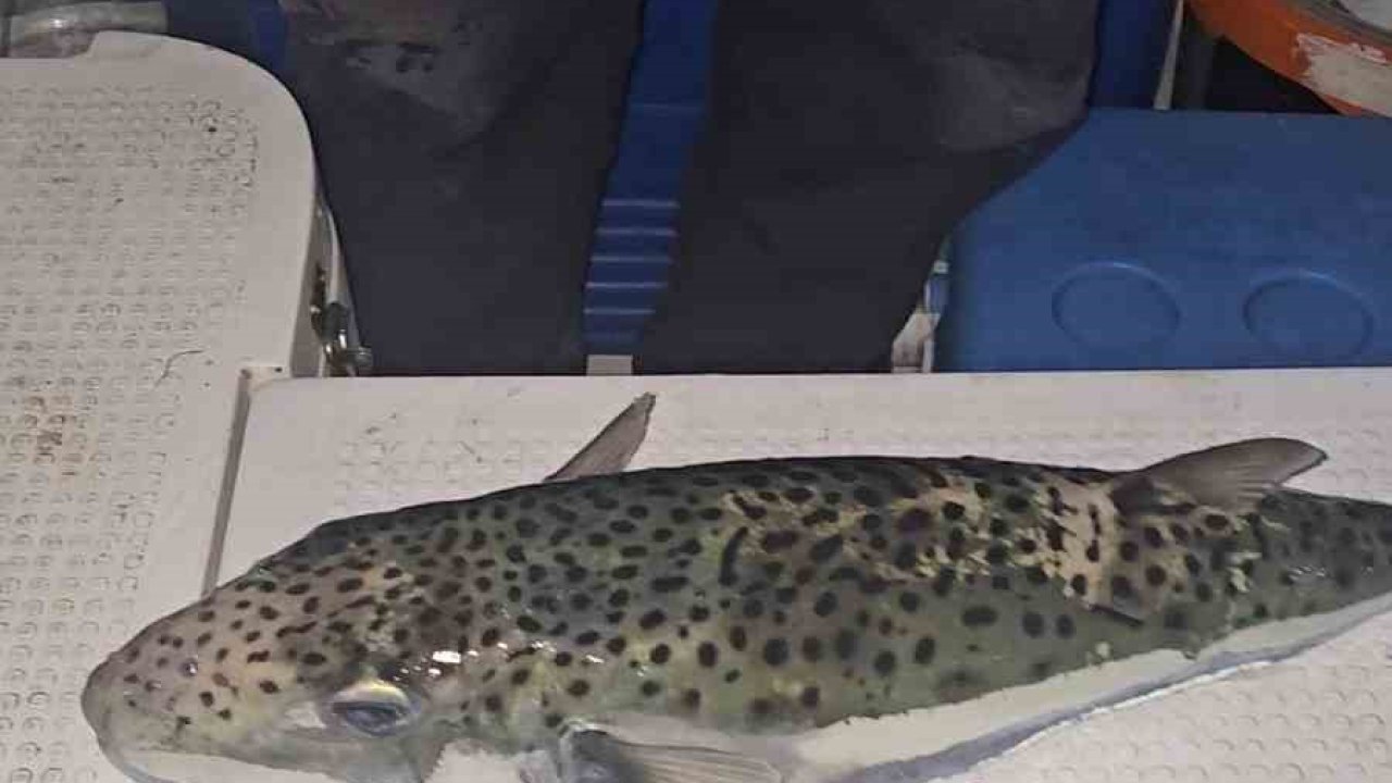 Gemlik Körfezi’nde benekli balon balığı şoku