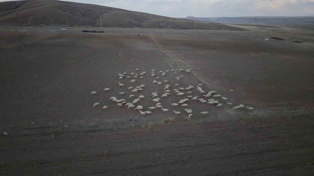 Başkan Büyükkılıç’ın projesi ile kırsalda koyun sayısı arttı, meralar canlandı