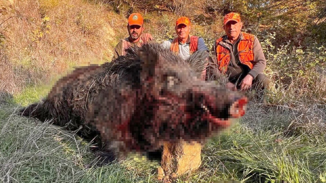 Tekirdağ’da avcılar bile şaşırdı: 300 kiloluk yaban domuzu avlandı