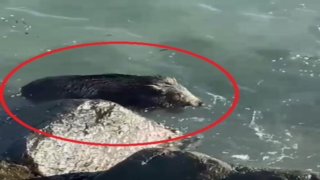 Ordu’da denizde yaban domuzu görüntülendi