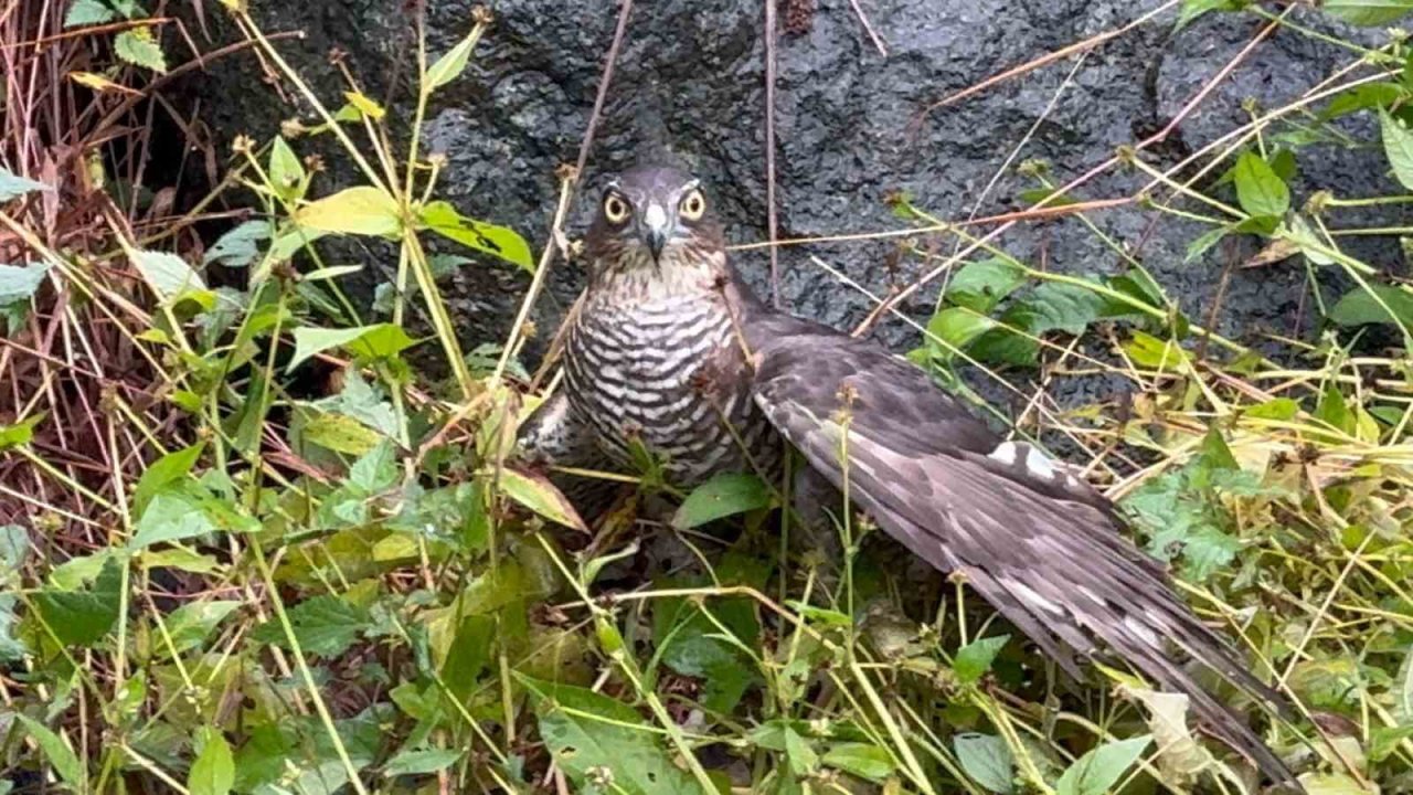 Rize’de atmacalar bıldırcın avında yarıştı