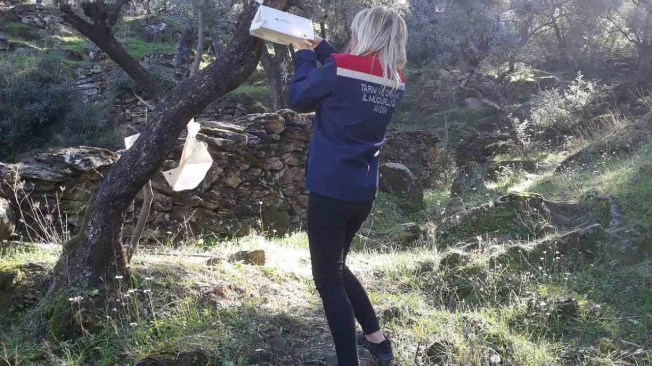 Söke’de zeytin sineği mücadelesi devam ediyor