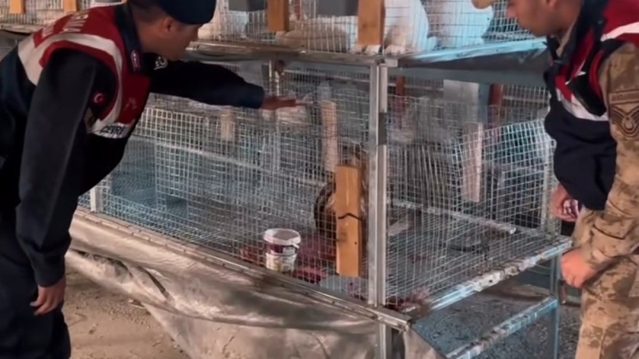 Kızıl şahin emin ellerde