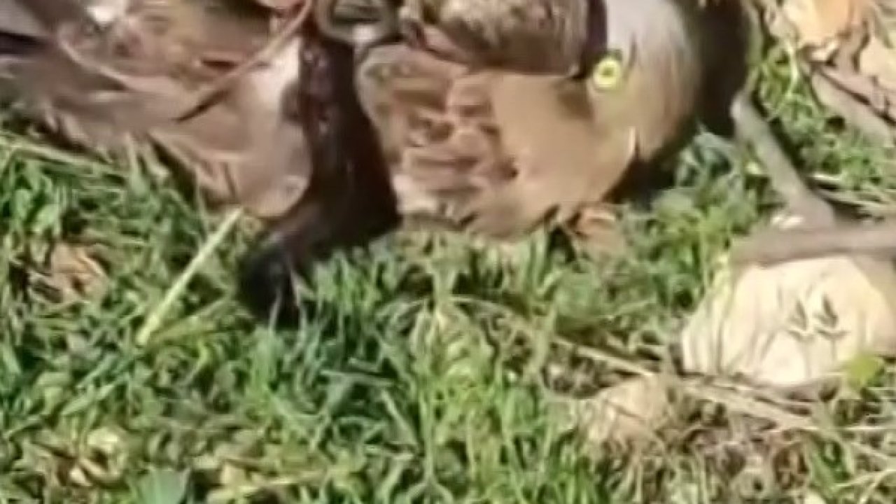 Korku dolu anlar: Yılanın boğazladığı kartalı kurtardı