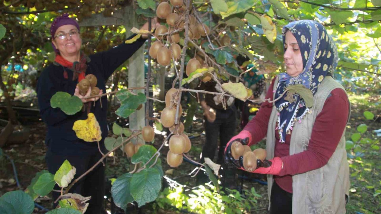 Ordu kivisinde rekolte hedefi 6 bin 200 ton: Ekonomiye katkısı yaklaşık 500 milyon TL