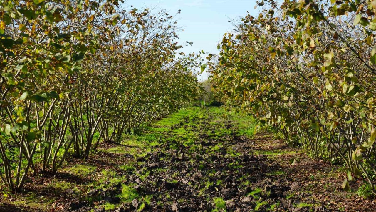 Zirai don, Samsun’u fındık üretiminde zirveye taşıdı