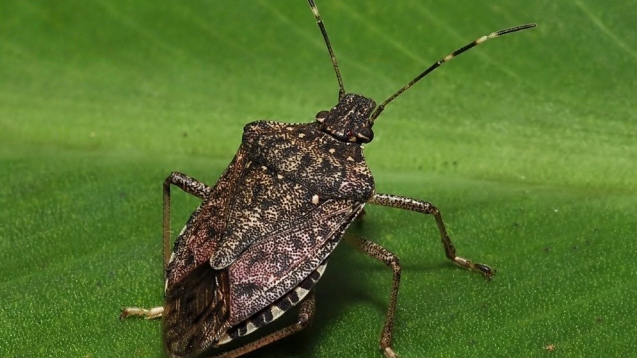 Kahverengi kokarcaya karşı zehirli mantarlarla biyolojik mücadele yürütülecek
