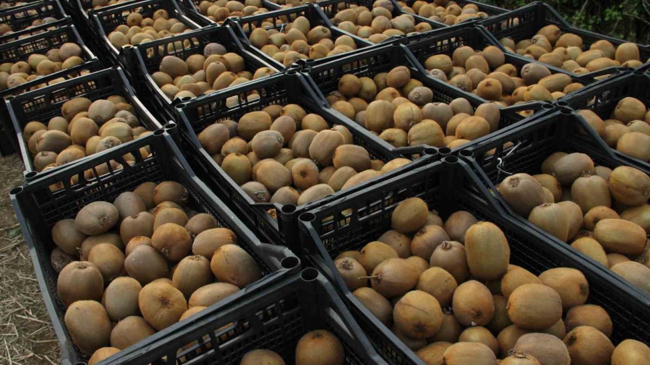 Kivide 13 bin 800 ton hasat