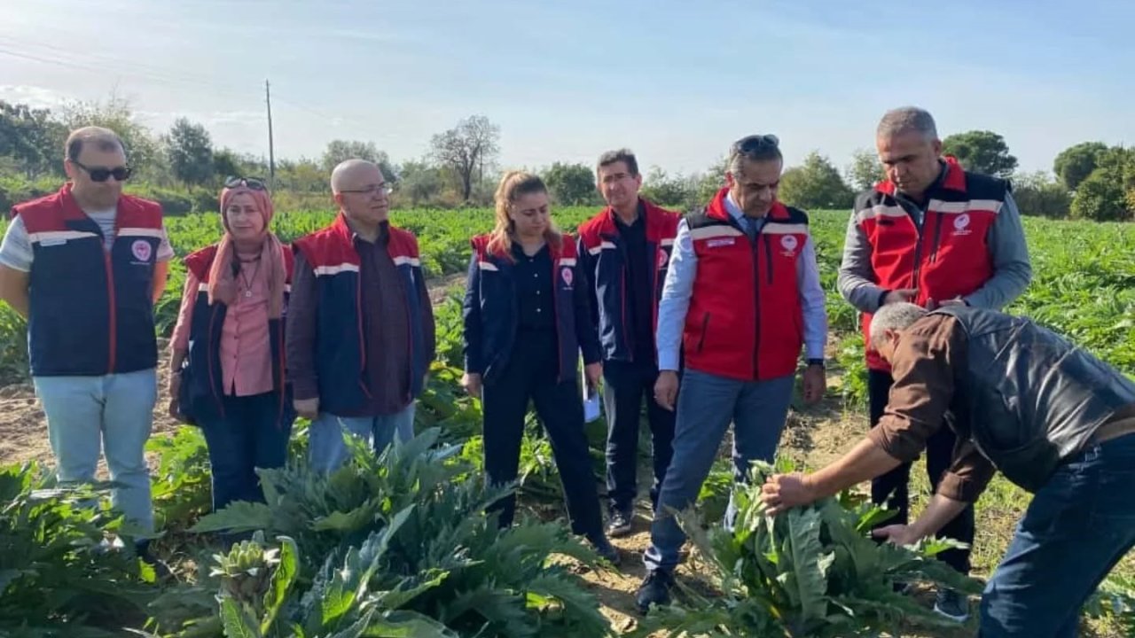 Aydın’da enginar üretimi yükselişte