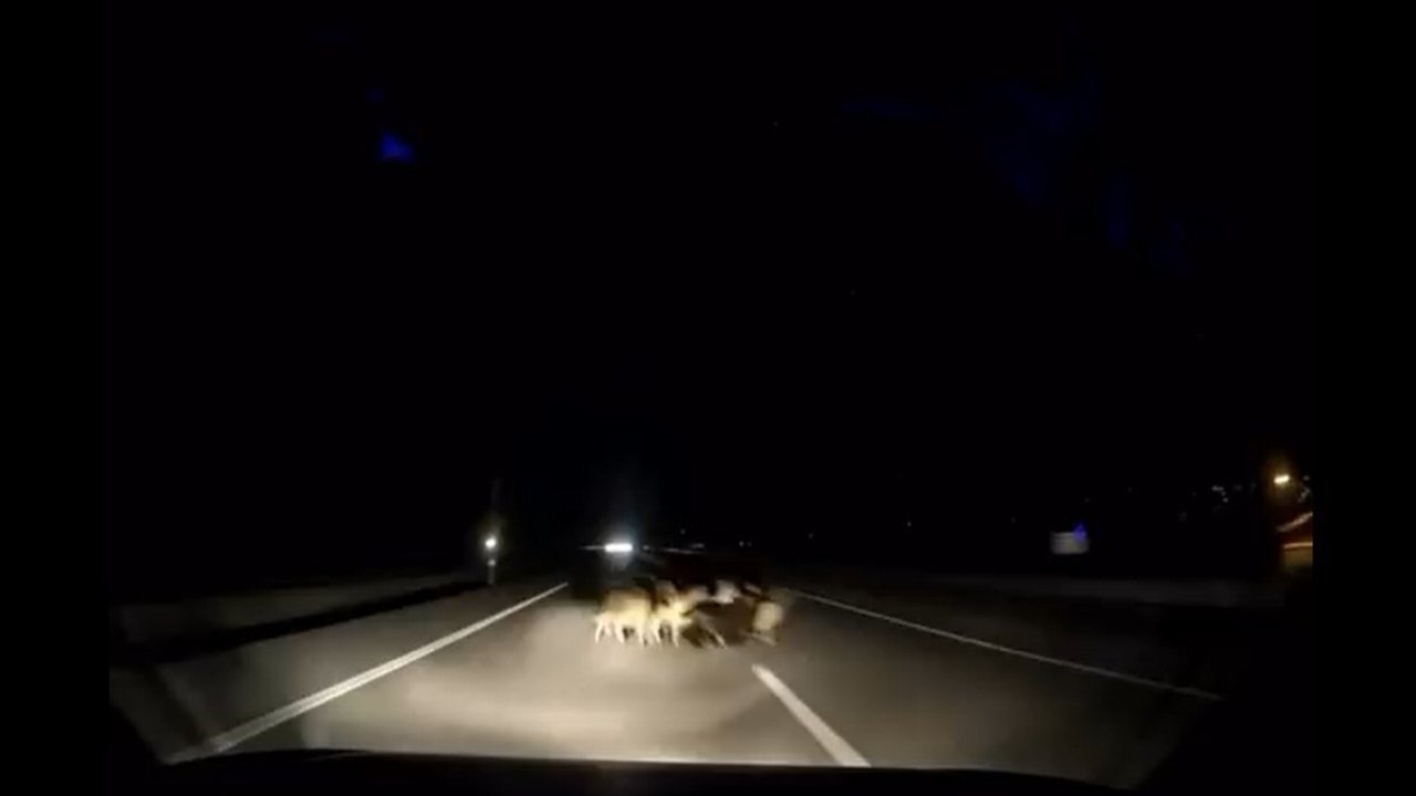 Tokat’ta otomobil sürüye çarptı: 12 koyun telef oldu