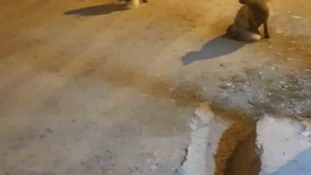 Tilkileri için yaylayı terk edip şehre gidemiyor