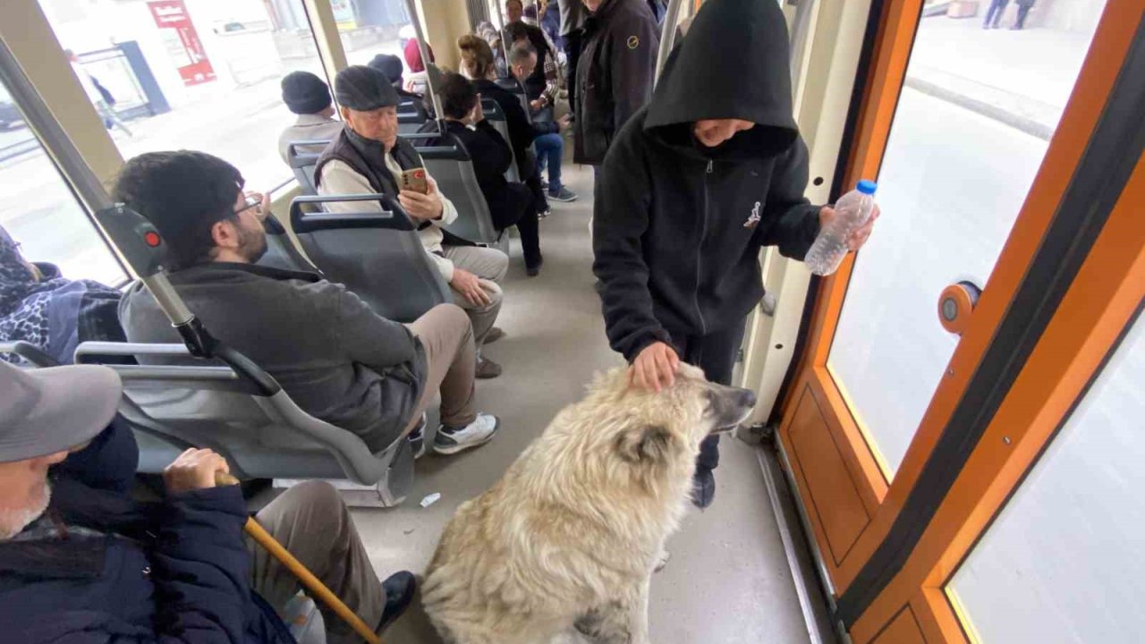 Tramvaya binen sevimli köpek ilgi odağı oldu