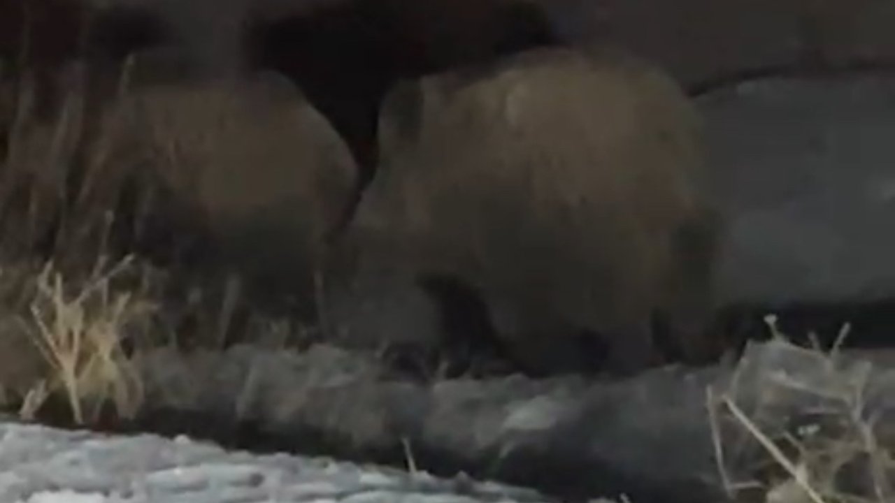 Yüksekova’da domuz sürüsü görüntülendi