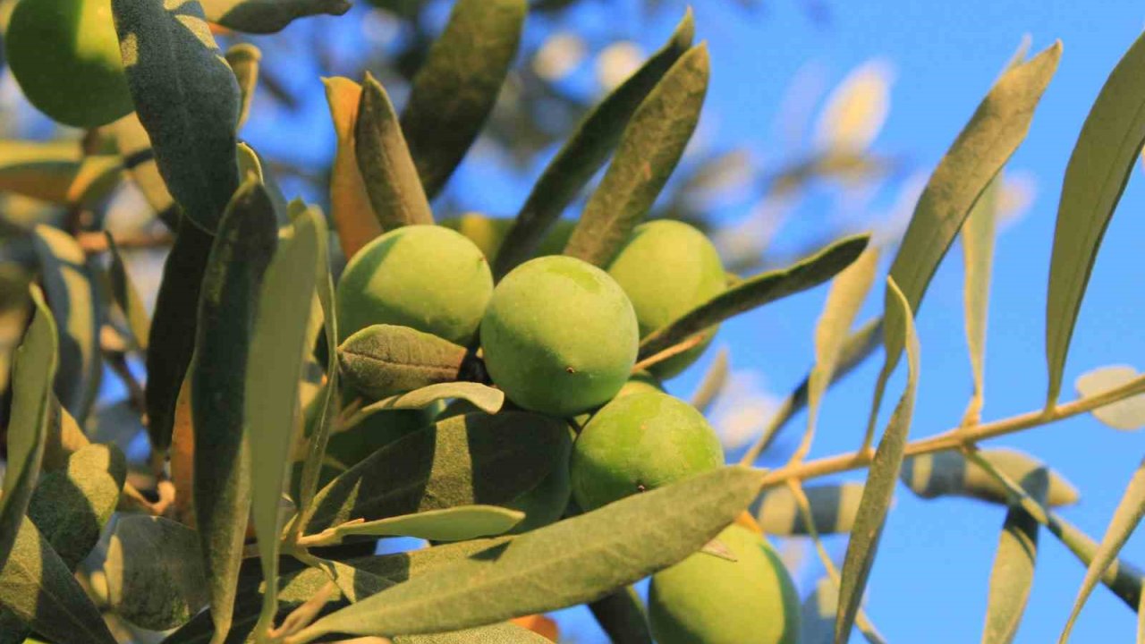 Zeytin alırken nelere dikkat etmeli; Oleolog Kıvrak açıkladı