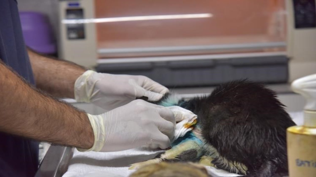 Distal oblik kırığı tespit edilen kedi 2 saatlik operasyon ile sağlığına kavuştu