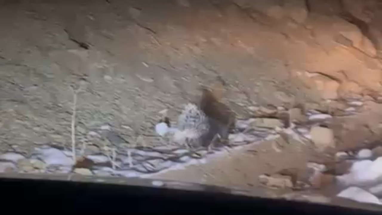 Yüksekova’da Hint oklu kirpi görüntülendi