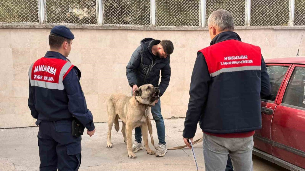 Köpek dövüştüren şahıslara jandarma baskını:12 gözaltı