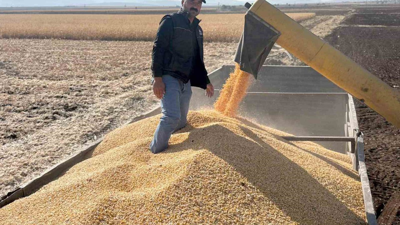 Araban Ovası’nda mısır hasadına başlandı