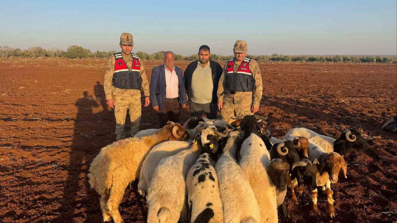 Kilis’te kaybolan 19 küçükbaş hayvan jandarma tarafından bulundu