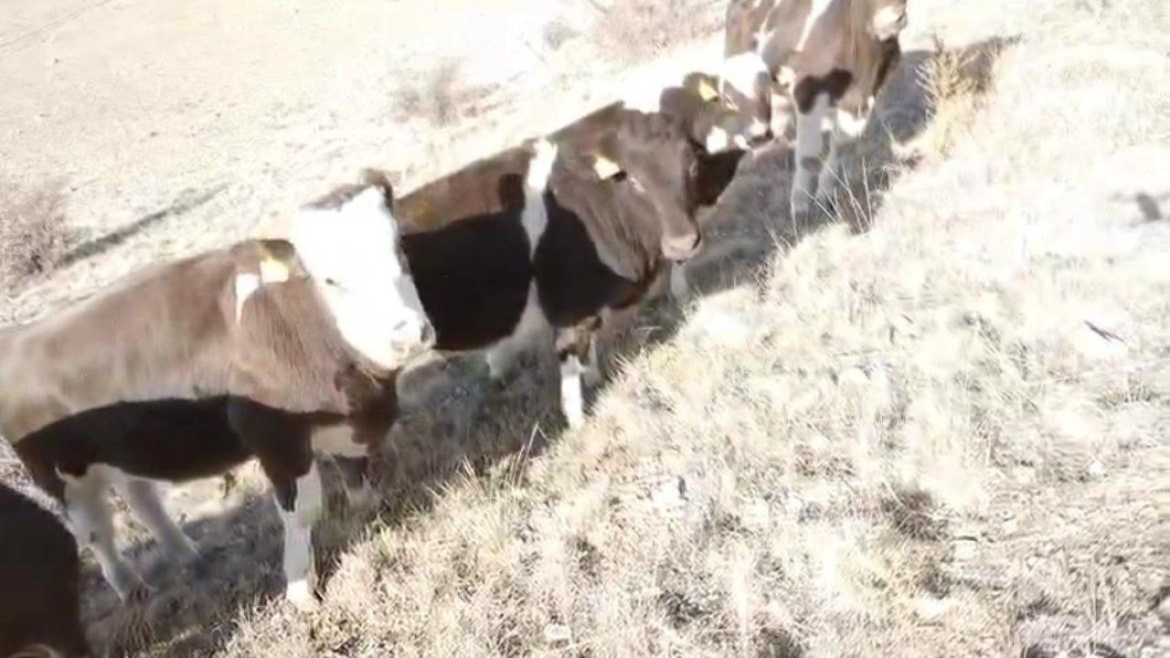 Firar eden inekleri jandarma ekipleri buldu