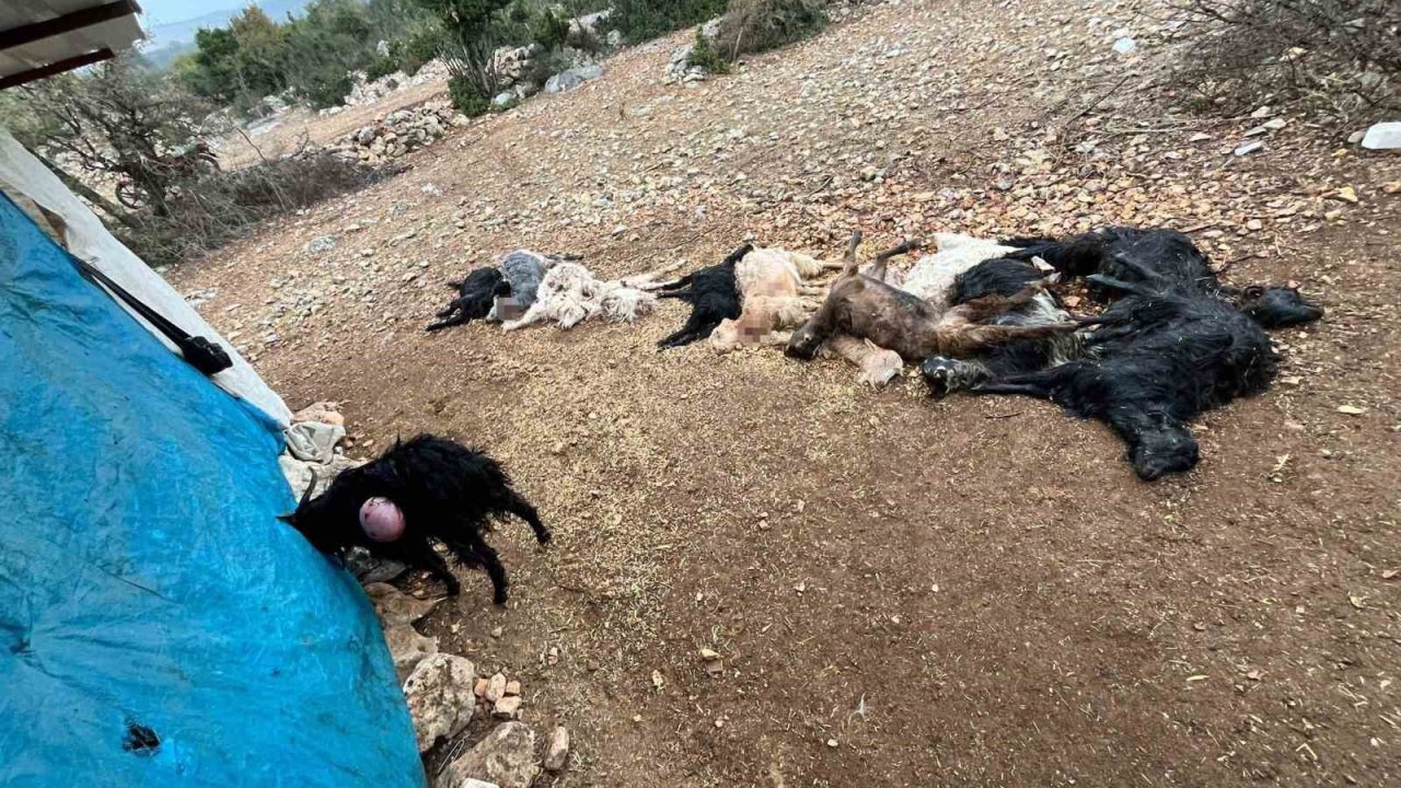 Yabani hayvan saldırısında 12 küçükbaş hayvan telef oldu