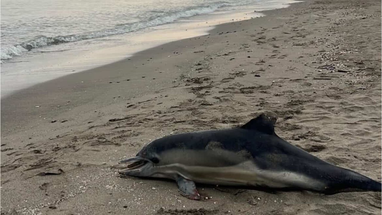 Samsun sahiline ölü yunus vurdu