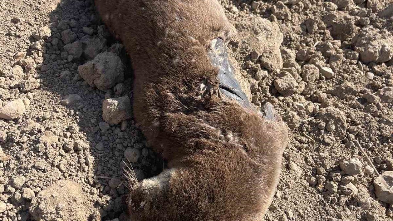 Batman’da koruma altındaki su samuru telef olmuş halde bulundu