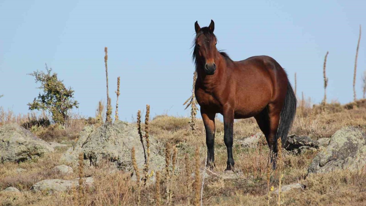 Bulutların dansı ve yılkı atları dron ile görüntülendi