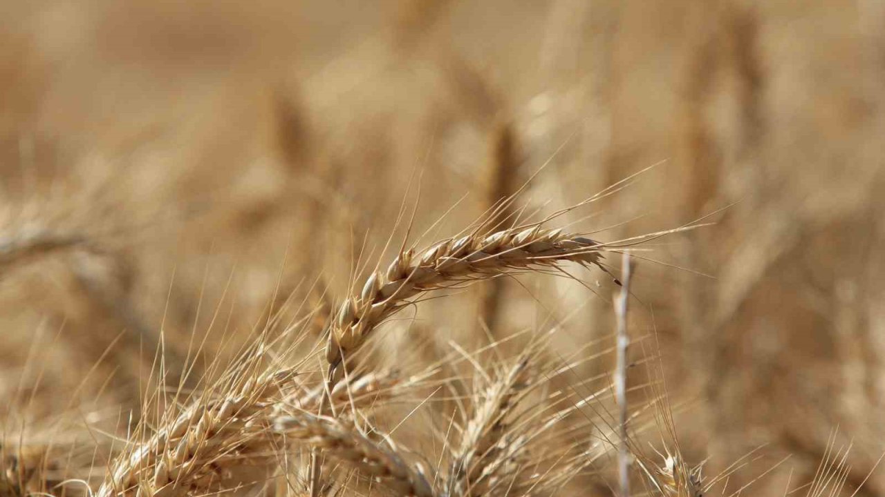 Küresel tahıl üretiminde 105 milyon tonluk rekor artış bekleniyor