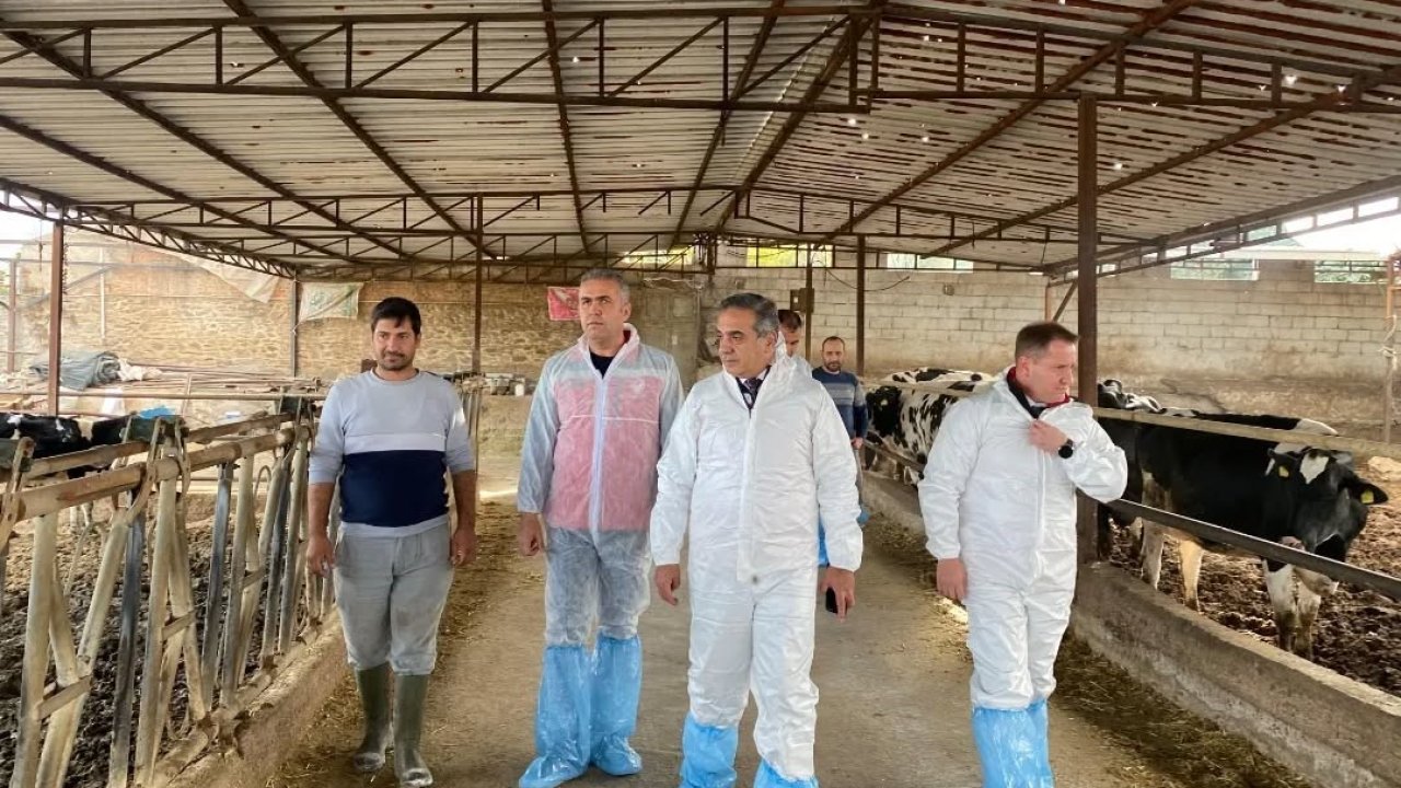 Aydın’da şap hastalığına karşı 565 bin 687 doz aşı uygulandı