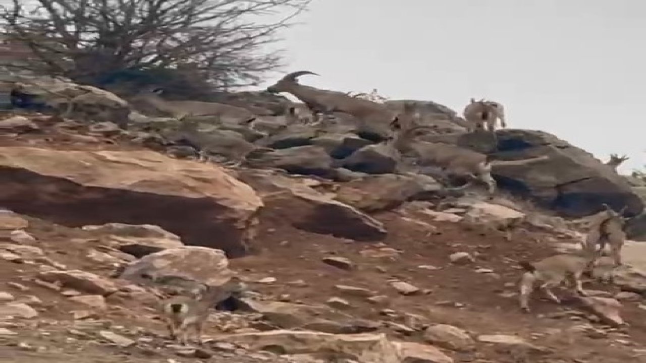 Elazığ’da dağ keçileri sürü halinde görüntülendi